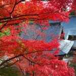 秋の京都旅　紅葉と国宝に合える一石二鳥な「お寺巡り」がおススメ！！